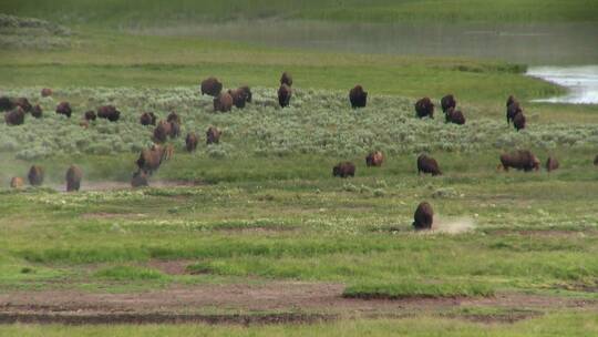 黄石国家公园远处的水牛吃草