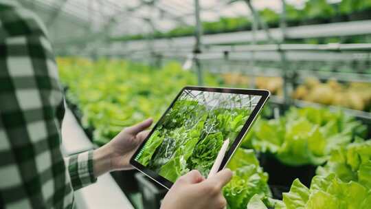 科技农业智慧蔬菜温室大棚