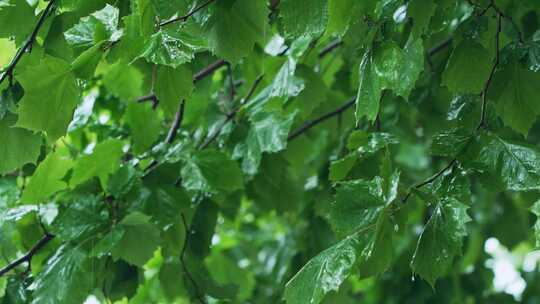 树枝树叶下雨