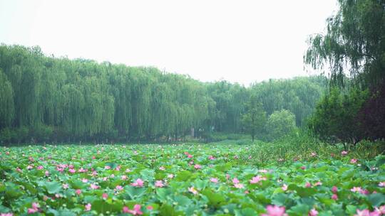 荷花自然涟漪露水池塘开花莲蓬公园花瓣雨诗