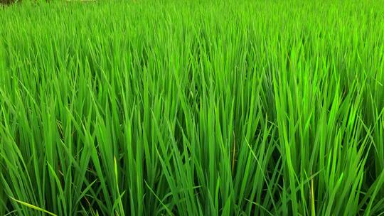 稻田里绿油油的禾苗