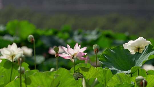 荷花 莲花 夏天