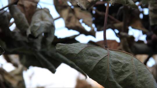 枯叶在枯死的植物上