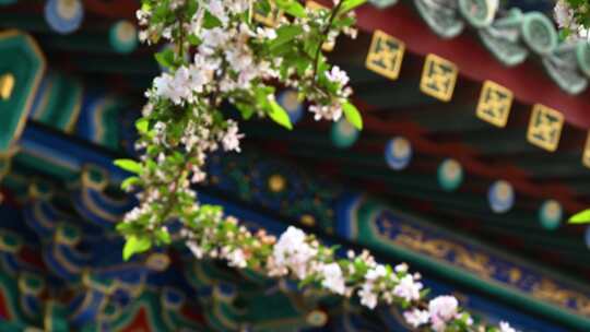 北京春天明清古建筑与凋落的海棠花特写