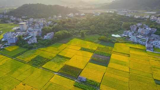 航拍日出乡村田园风光田野稻田