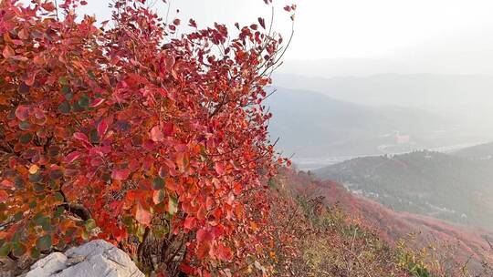 济南蚰蜒山，满山红叶景观