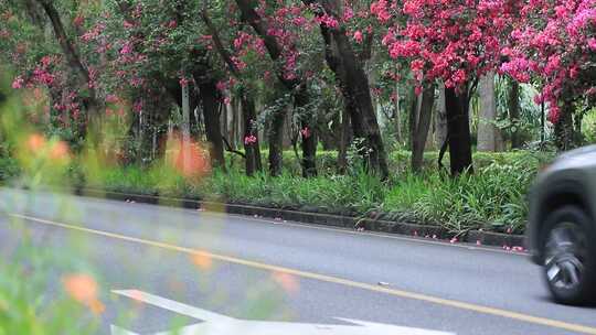 开满鲜花的公路，深圳香山中街车流