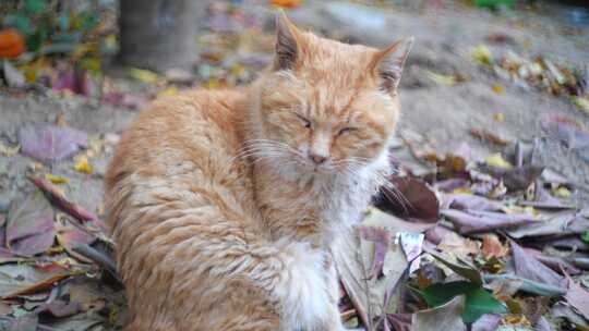 橘猫流浪猫视频素材模板下载