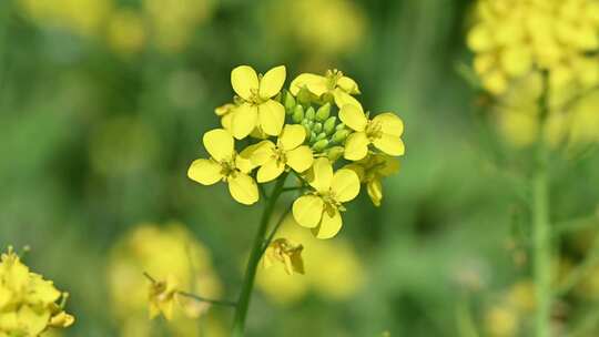 春天盛开的黄色油菜花与采蜜蜜蜂满画幅特写