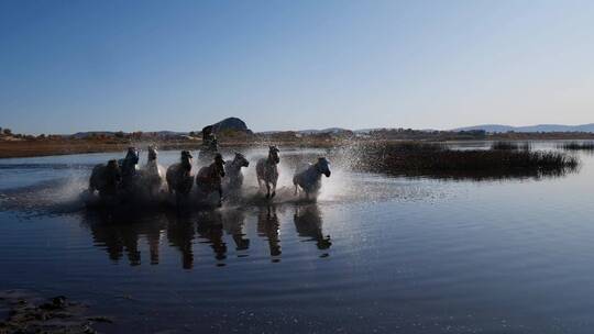 高速拍摄马在水里奔跑
