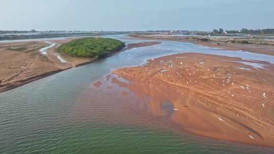 湛江乐民港红树林白鹭滩涂湿地保护区航拍