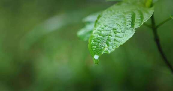 【正版素材】雨天大自然植物树叶水滴落下