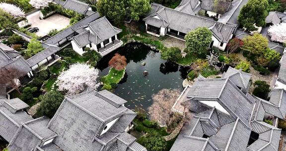 古风徽派建筑樱花盛开池塘五彩锦鲤