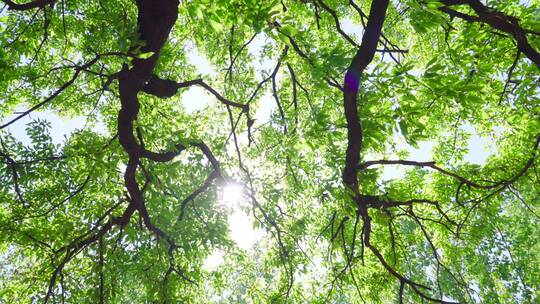 夏天立夏树叶阳光森林自然空镜视频素材模板下载
