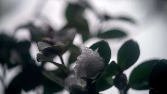 植物上的雪融化