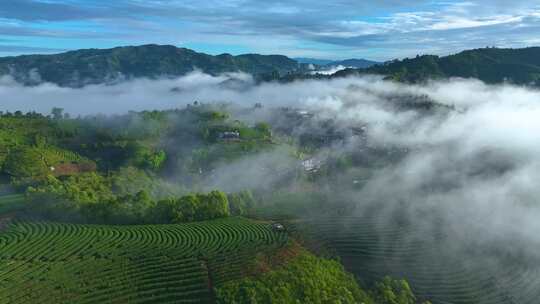 航拍茶山