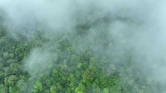 云雾森林云海树林航拍森林雨天森林俯拍树林