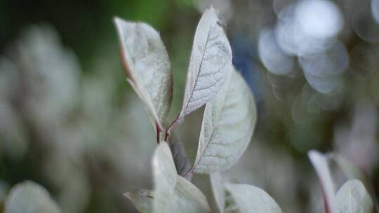 花花草草视频素材模板下载