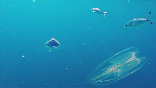 海洋中的发光生物