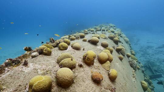 海底的珊瑚礁和游鱼