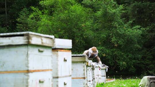 新疆山区养蜂人蜜蜂的蜂箱与蜂蜜
