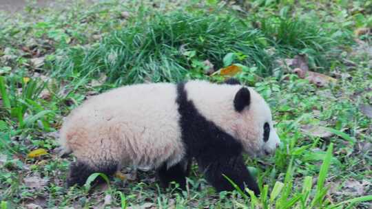 熊猫幼崽宝宝视频合集