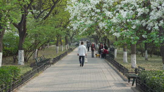 春天鲜花盛开的公园，老年人惬意视频素材模板下载