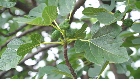 果树水果无花果