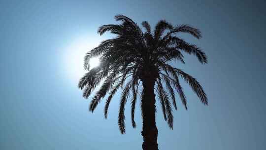 海边的棕榈树特写