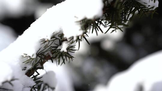 冬天雪景 下雪