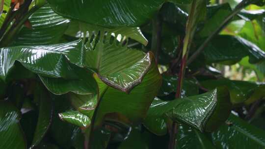 雨水雨滴下雨天绿植绿叶