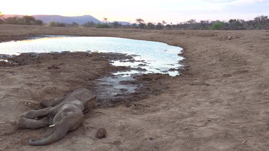 沙漠水坑旁躺着死去的大象视频素材模板下载