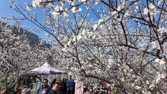 中国广东省广州市从化区广州流溪梅花节