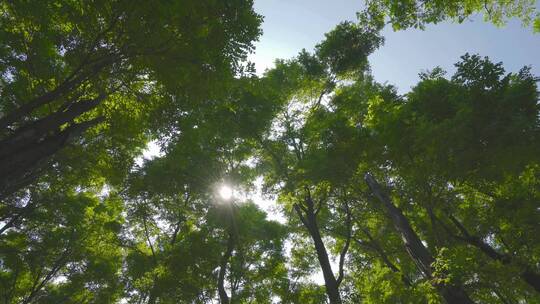 夏日树林阳光穿透树叶视频素材模板下载