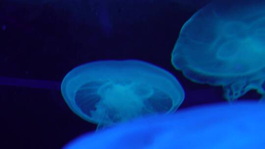 【镜头合集】瘤手水母海底世界深海水母