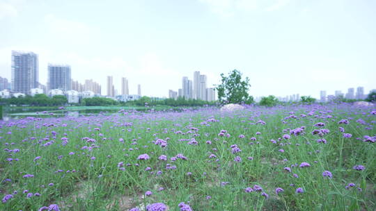 武汉市汉阳区墨水湖公园