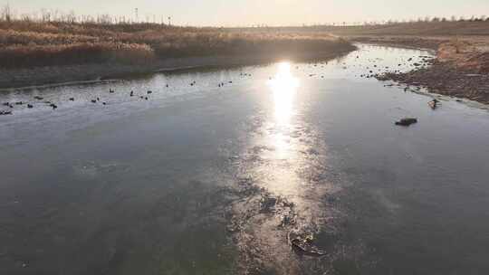 航拍鸟类栖息地 航拍鸟 湿地 航拍湿地