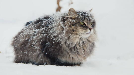 猫在雪地里表现出侵略性的声音视频素材模板下载