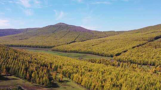 【合集】航拍坝上草原秋天风景  森林秋景