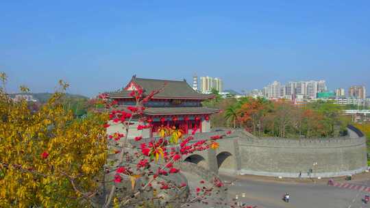 精选朝京门木棉花直推大景