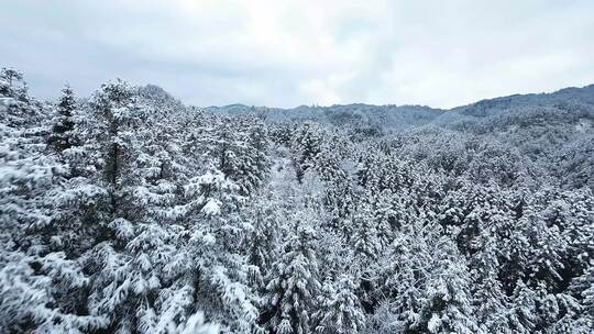 fpv穿越机航拍森林雾凇雪景溪流自然树林