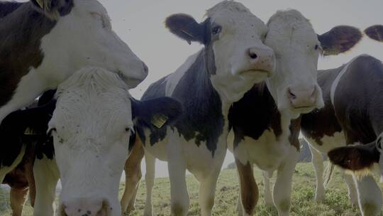 在牧场上吃草的牛内蒙古大草原牧场农场奶牛