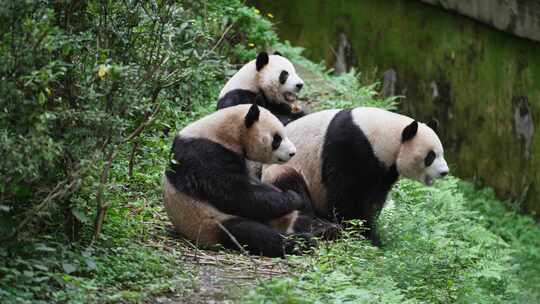 成都大熊猫基地里三只可爱的国宝熊猫吃零食视频素材模板下载