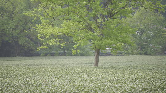 茶茶叶红茶艺采茶泡茶红茶山春茶道茶园农业