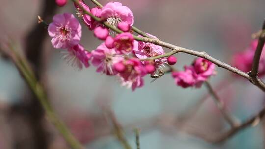 济南：趵突泉景区内玉兰花、梅花盛开视频素材模板下载