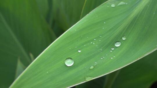 植物叶子上面的露水水滴4k视频