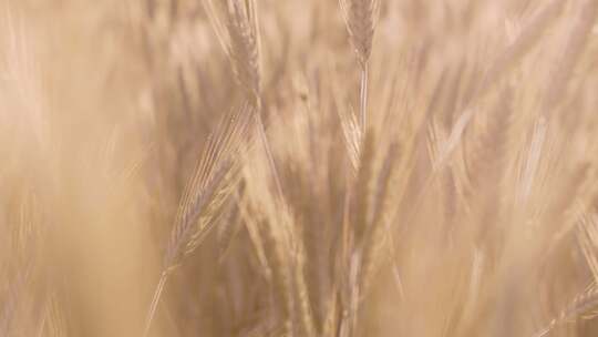 麦田上的小麦