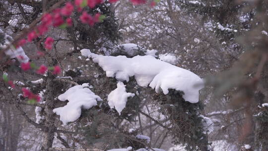 春节阿勒泰桦林公园