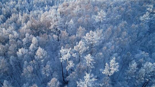 航拍大兴安岭林海雪原雾凇梨花开