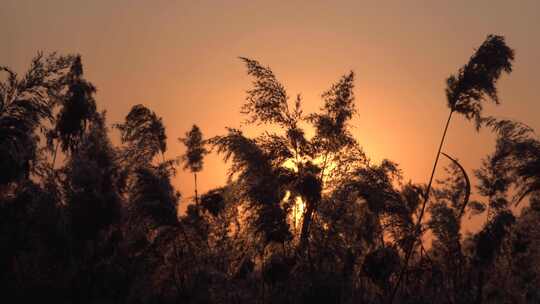 傍晚黄昏夕阳落日芦苇芦花